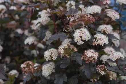 Ninebark 'Diablo D'Or' Live Plant - Physocarpus, 5-6 Inch Starter Shrub - Image 1
