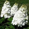 Oakleaf Hydrangea 'Queen of Hearts' Live Plant - Starter 5-7 Inch Tall - Image 1