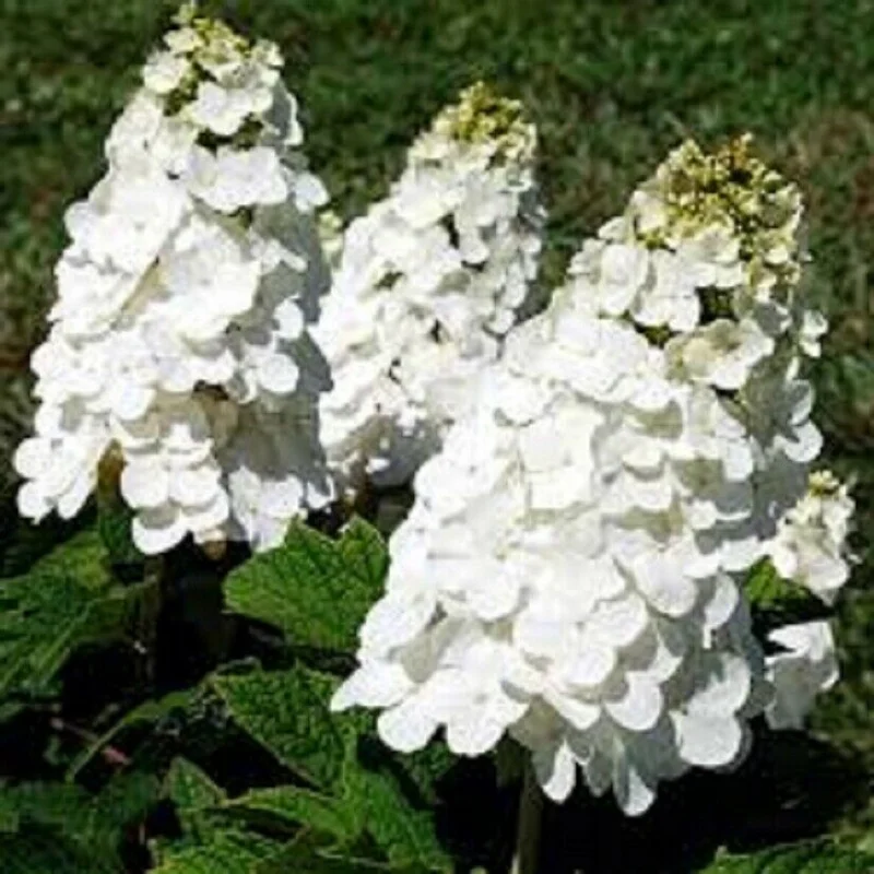 Oakleaf Hydrangea 'Queen of Hearts' Live Plant - Starter 5-7 Inch Tall - Image 1