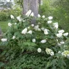 Oakleaf Hydrangea 'Snow Queen' Live Plant – 3x4 Inch Pot – Outdoor Shrub - Image 1