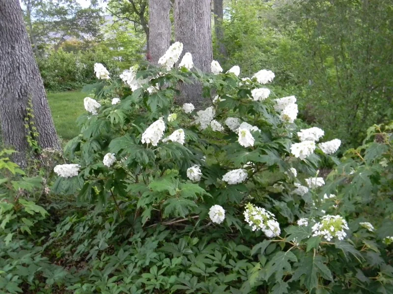 Oakleaf Hydrangea 'Snow Queen' Live Plant – 3x4 Inch Pot – Outdoor Shrub - Image 1