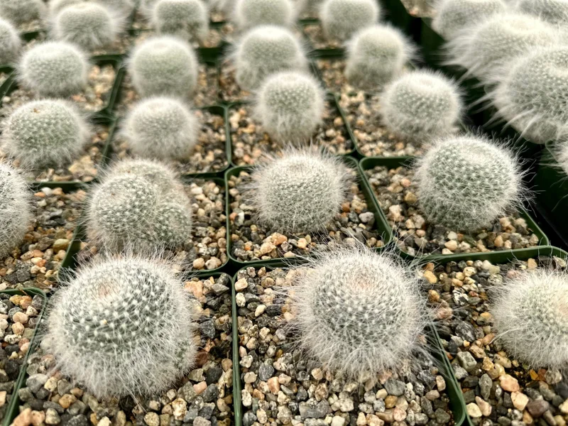 Old Lady Cactus Live Plant – Mammillaria Hahniana – Hairy Cactus – 3.5" Pot – Indoor Succulent - Image 2