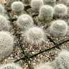 Old Lady Cactus Live Plant – Mammillaria Hahniana – Hairy Cactus – 3.5" Pot – Indoor Succulent - Image 1