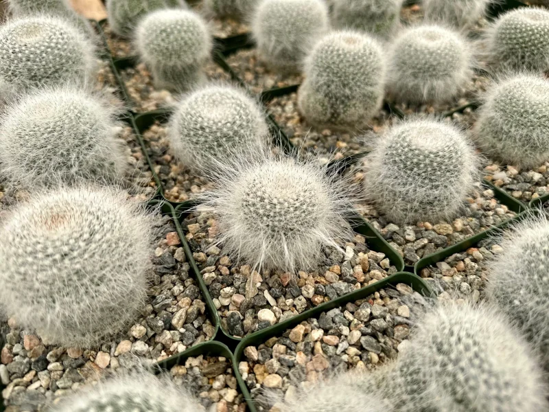 Old Lady Cactus Live Plant – Mammillaria Hahniana – Hairy Cactus – 3.5" Pot – Indoor Succulent - Image 1