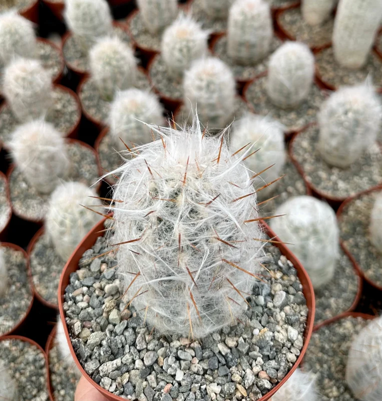 Old Man of the Andes Cactus (Oreocereus Trollii) Live Plant - 4"/6" Pot - Image 2
