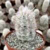 Old Man of the Andes Cactus (Oreocereus Trollii) Live Plant - 4"/6" Pot - Image 1