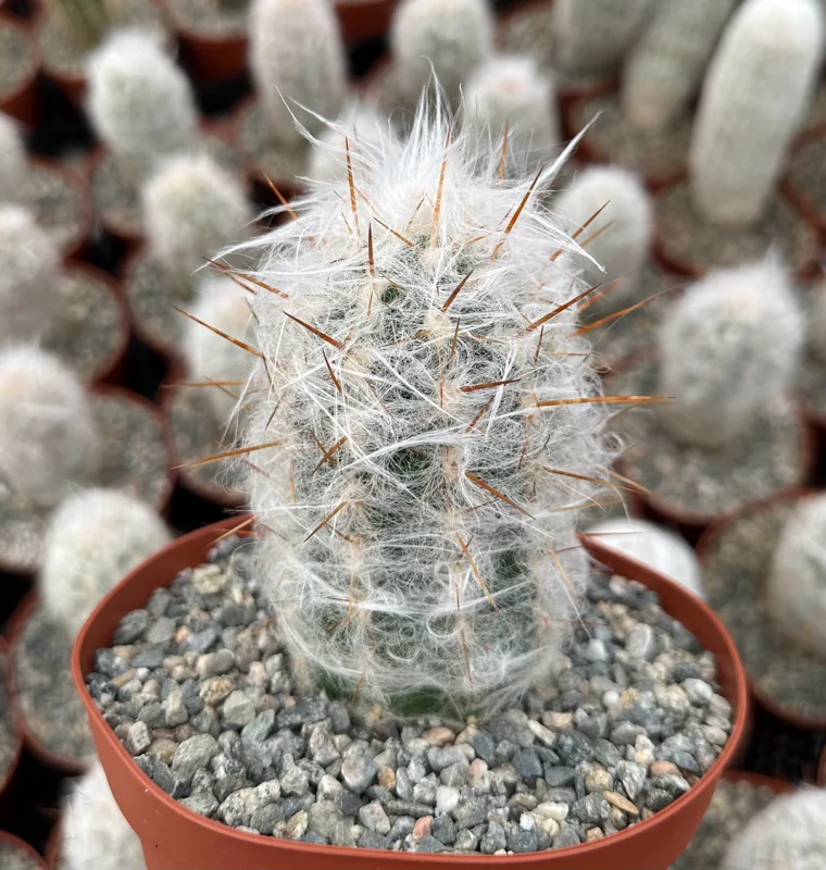 Old Man of the Andes Cactus (Oreocereus Trollii) Live Plant - 4"/6" Pot - Image 1