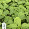 Orange Carolina Reaper Super Hot Pepper Live Plants - Lot of 3 - 75+ Days Old - Image 1