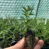 Organic Rosemary Live Plant - Culinary Herb, Well-Rooted Plug - Indoor/Outdoor - Image 1