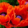 Oriental Poppy Seeds - 200+ Reddish Orange Perennial Flower Seeds, Indoor & Outdoor - Image 1