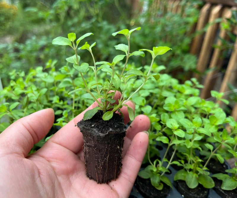 Origanum Kent Beauty Ornamental Oregano Live Plant, Well-rooted Plug, 1 inch - Image 2