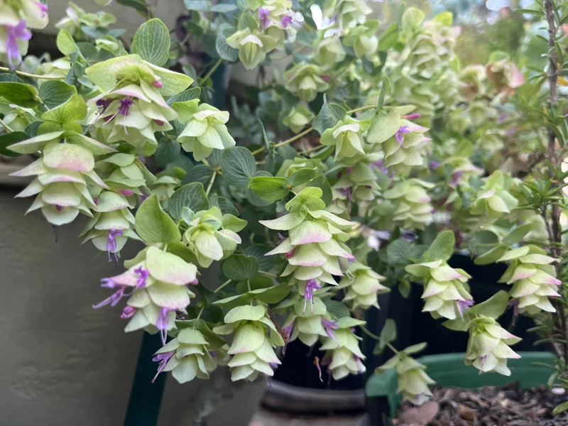 Origanum Kent Beauty Ornamental Oregano Live Plant, Well-rooted Plug, 1 inch - Image 4