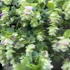 Origanum Kent Beauty Ornamental Oregano Live Plant, Well-rooted Plug, 1 inch - Image 1