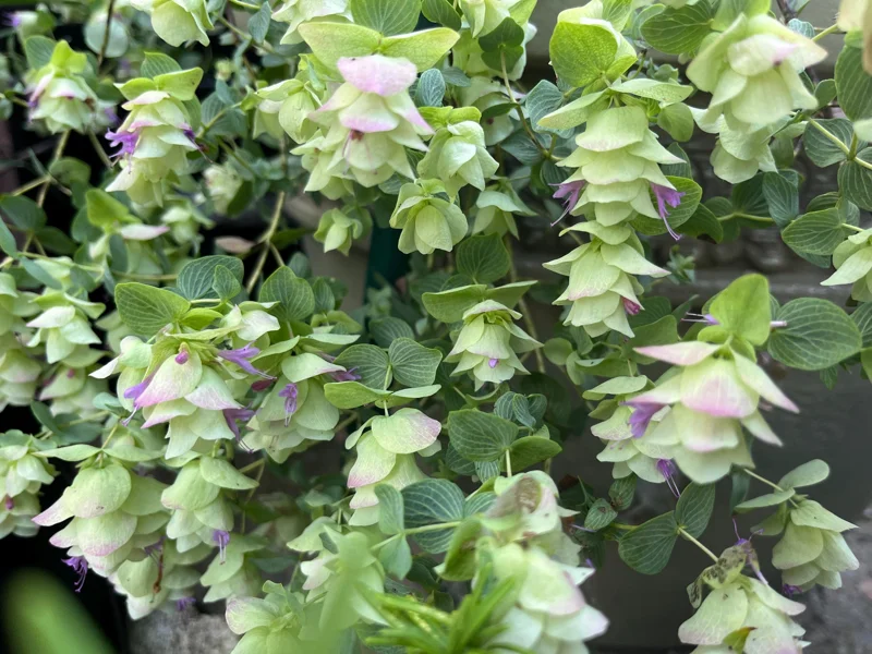 Origanum Kent Beauty Ornamental Oregano Live Plant, Well-rooted Plug, 1 inch - Image 1