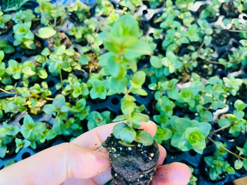 Origanum Kent Beauty Ornamental Oregano Live Plant, Well-rooted Plug, 1 inch - Image 6