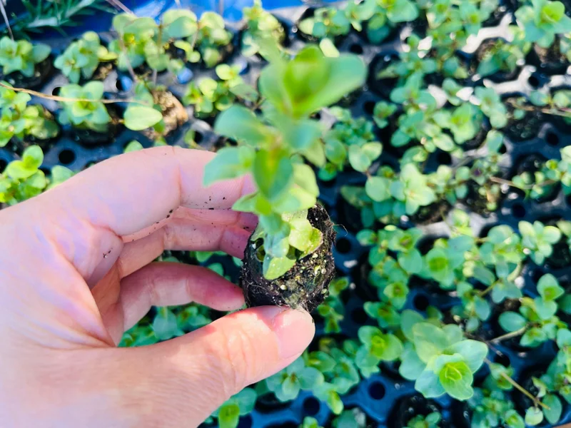 Origanum Kent Beauty Ornamental Oregano Live Plant, Well-rooted Plug, 1 inch - Image 7