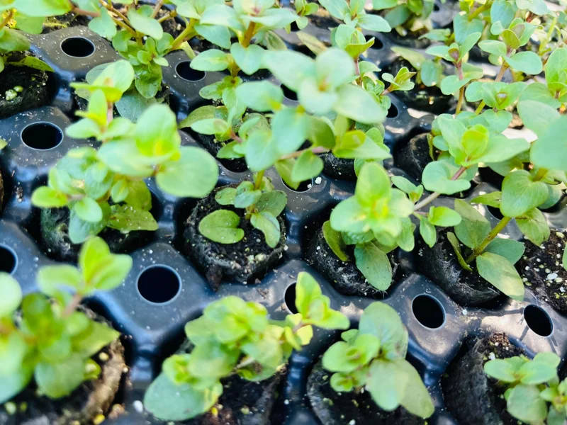 Origanum Kent Beauty Ornamental Oregano Live Plant, Well-rooted Plug, 1 inch - Image 8
