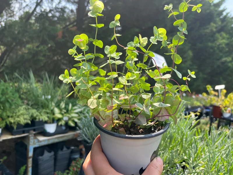 Origanum Kent Beauty Ornamental Oregano Live Plant, Well-rooted Plug, 1 inch - Image 9