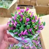Othonna Capensis Ruby Necklace Seeds | Succulent Seeds | 100+ Seeds | Indoor & Outdoor - Image 1