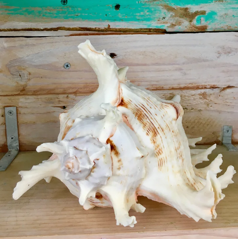 Pacific Ramosa Murex Conch Shell - Spiky Seashell Coastal Decor - 3-6 inches - Image 2