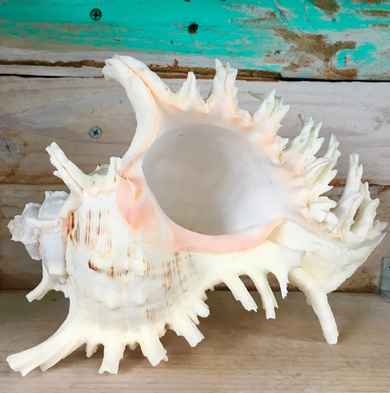 Pacific Ramosa Murex Conch Shell - Spiky Seashell Coastal Decor - 3-6 inches - Image 1