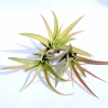 Peach Capitata Air Plant Mix - Set of 3 Tillandsia Live Plants, 4-12 inches, Indoor - Image 1