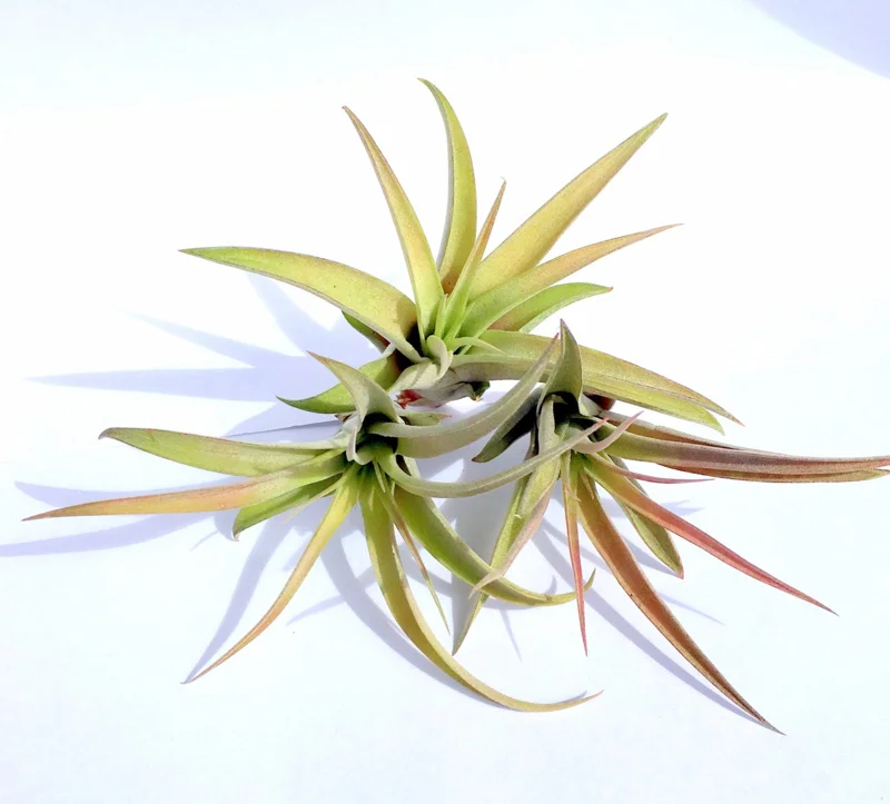 Peach Capitata Air Plant Mix - Set of 3 Tillandsia Live Plants, 4-12 inches, Indoor - Image 1