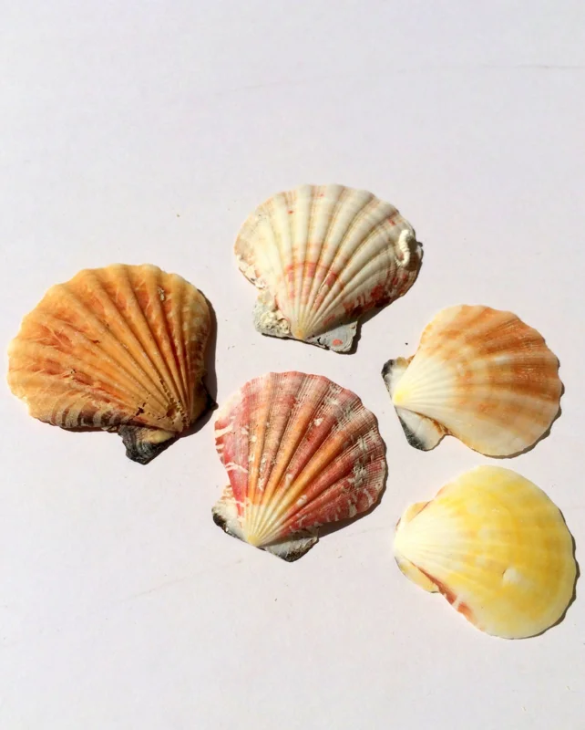 Pectin Shells - Set of 30 Mixed Colors - Natural Terrarium & Craft Decor - Image 2