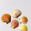 Pectin Shells - Set of 30 Mixed Colors - Natural Terrarium & Craft Decor - Image 1