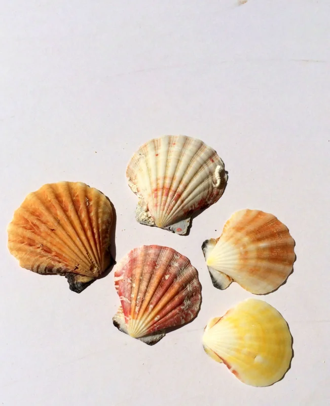 Pectin Shells - Set of 30 Mixed Colors - Natural Terrarium & Craft Decor - Image 1