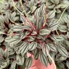 Peperomia Rosso Live Plant - Houseplant with Red Undersides - 4 Inch Pot - Image 1