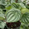 Peperomia Watermelon Live Houseplant – 4 Inch Pot – Indoor Foliage Plant - Image 1