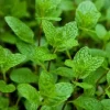 Peppermint Live Herb Plant - Edible, Aromatic, Easy Care - 7 inch Tall - Image 1