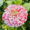 Peppermint Stick Zinnia Seeds - 50+ Flower Elegans Seeds for Outdoor Gardens - Image 1