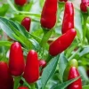 Pequin Authentic Mexican Chili Live Plants - Lot of 3 Super Hot Pepper Plants - Image 1