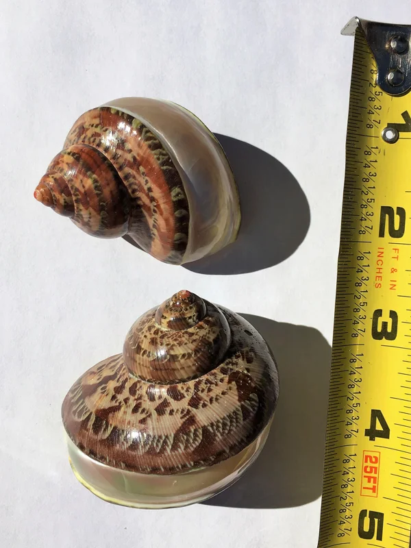 Petholatus Banded Seashell - Terrarium Decor, Craft Shell, Natural Coastal Decor - Image 2