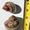 Petholatus Banded Seashell - Terrarium Decor, Craft Shell, Natural Coastal Decor - Image 1