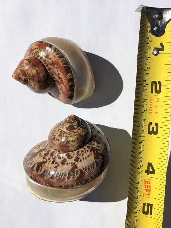 Petholatus Banded Seashell - Terrarium Decor, Craft Shell, Natural Coastal Decor - Image 1