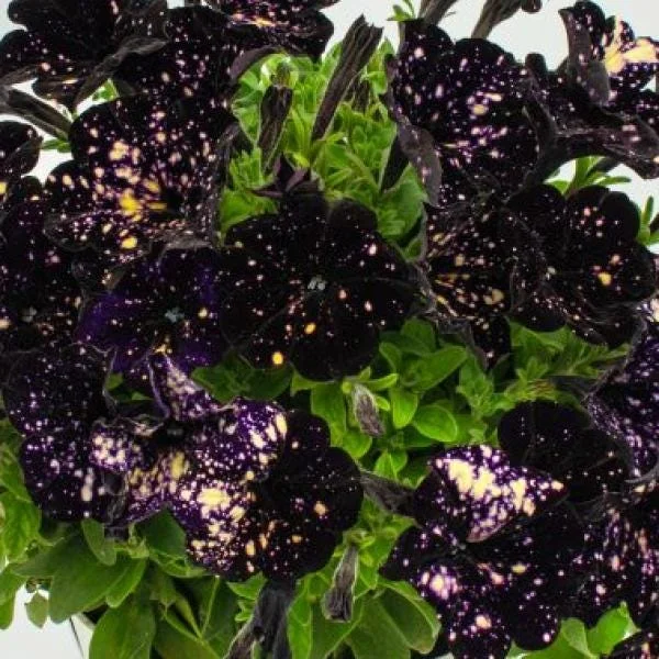 Petunia Live Plant – Flowering Annuals – 1" Plug Starter – Outdoor Garden - Image 3