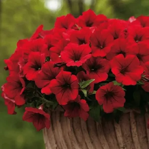 Petunia Live Plant – Flowering Annuals – 1" Plug Starter – Outdoor Garden - Image 4