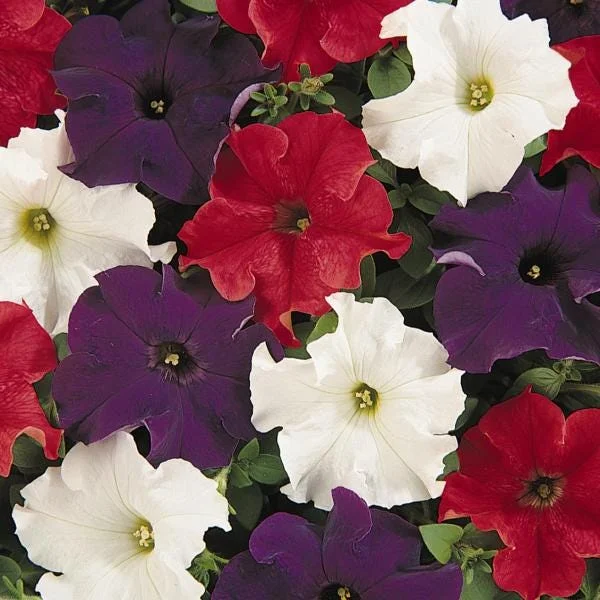 Petunia Live Plant – Flowering Annuals – 1" Plug Starter – Outdoor Garden - Image 5