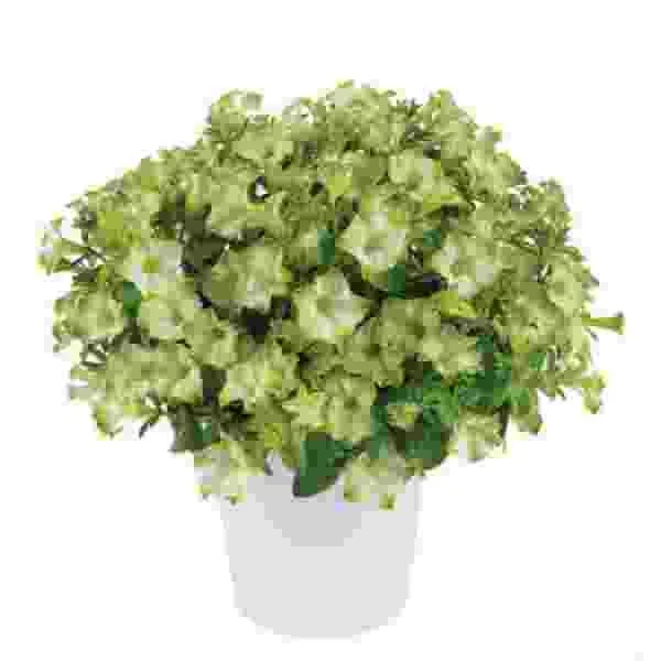 Petunia Live Plant – Flowering Annuals – 1" Plug Starter – Outdoor Garden - Image 6