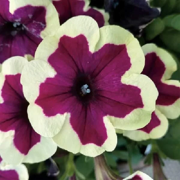 Petunia Live Plant – Flowering Annuals – 1" Plug Starter – Outdoor Garden - Image 7