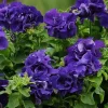 Petunia Live Plant – Flowering Annuals – 1" Plug Starter – Outdoor Garden - Image 1