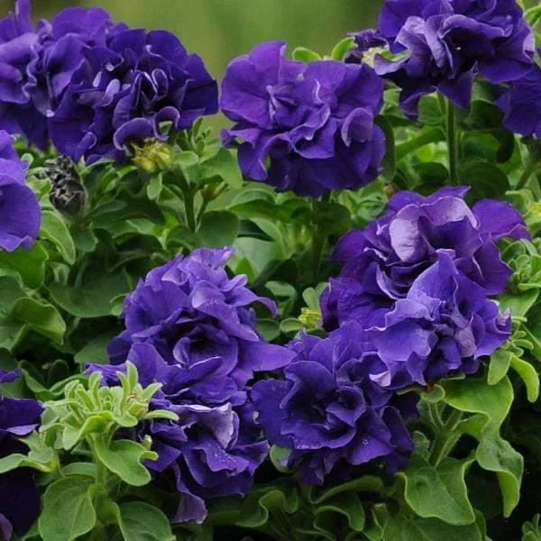 Petunia Live Plant – Flowering Annuals – 1" Plug Starter – Outdoor Garden - Image 1