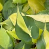 Philodendron Brasil Variegated Live Houseplant – 4 Inch Pot – Indoor Tropical Plant - Image 1