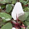 Philodendron Red Anderson Live Plant – 4 Inch Pot – Indoor Variegated Houseplant - Image 1