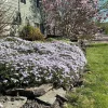 Phlox Subulata 'Blue' Live Plant – Creeping Phlox Groundcover – 2.5x3.5 inch Pot - Image 1