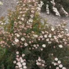 Physocarpus Alouette Ninebark Live Plant - Colorful Deciduous Shrub, 4-6 Inch Starter - Image 1