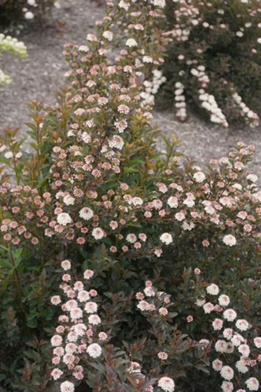 Physocarpus Alouette Ninebark Live Plant - Colorful Deciduous Shrub, 4-6 Inch Starter - Image 1